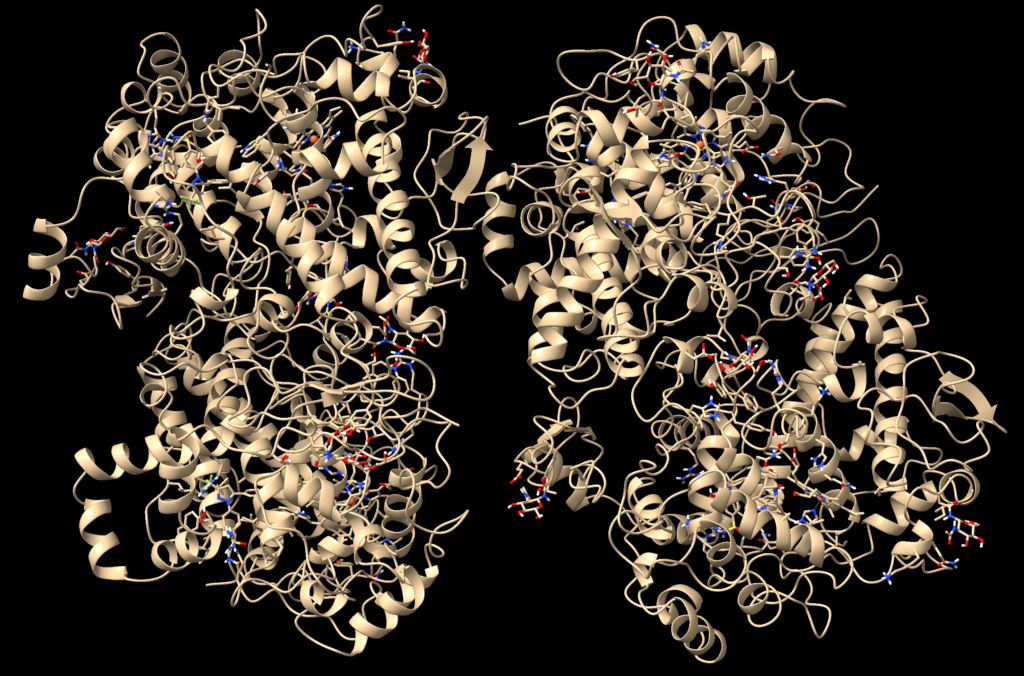 COX-2 proteins