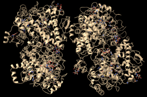 COX-2 proteins